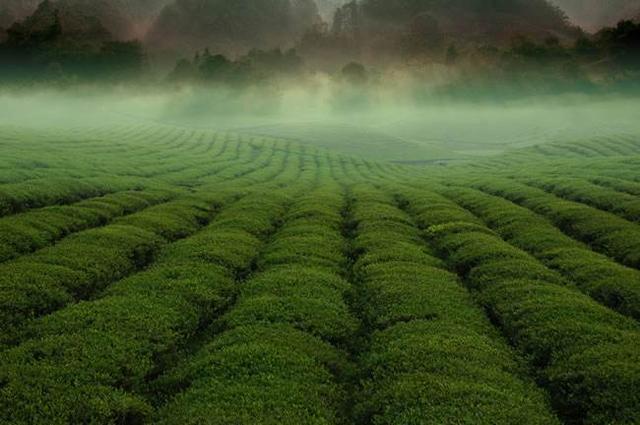 中国是茶叶的原产地、茶文化的故乡，中国人饮茶至少有3000年以上的历史
