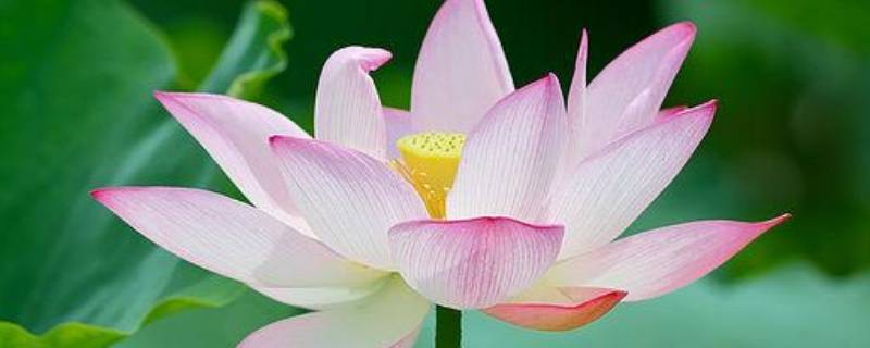 佛教释迦牟尼：莲花就是“佛”的象征