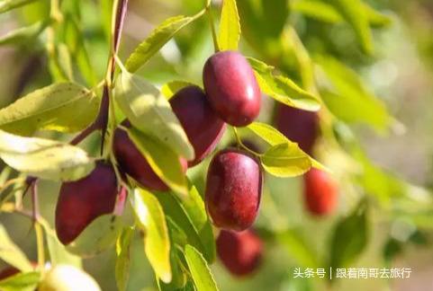 陕北民俗大观园--神木红叶节，神木红枣节