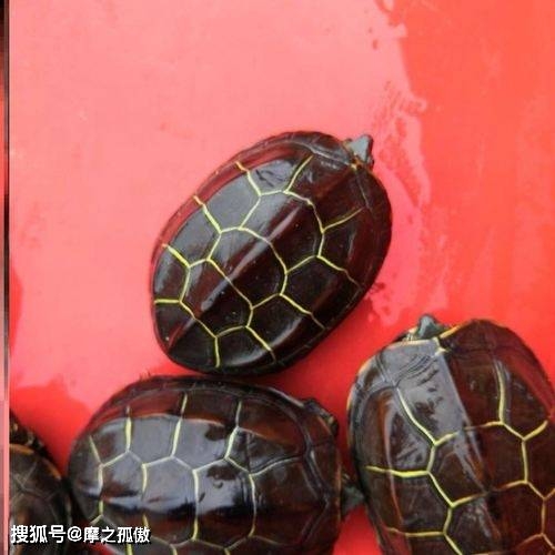 慈世堂：风水龟的摆放讲究，你知道吗？